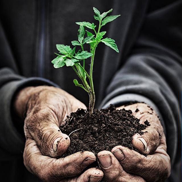 Grow Medium