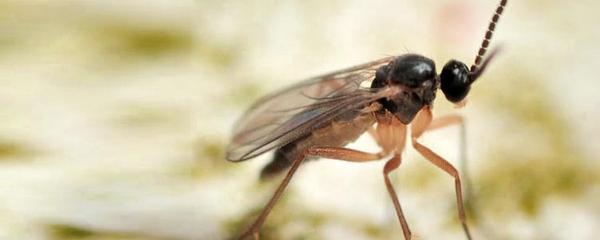 FUNGUS GNATS & HOW TO GET RID OF THEM