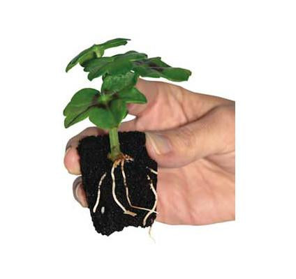 ROOT iT Natural Rooting Sponges